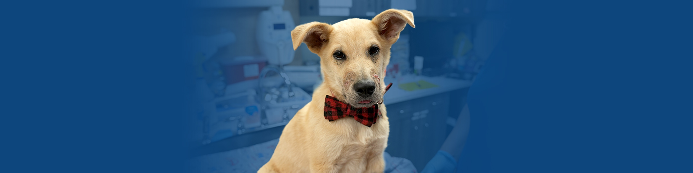 Give animals like Lucky 2X the holiday hope. Your gift is matched!