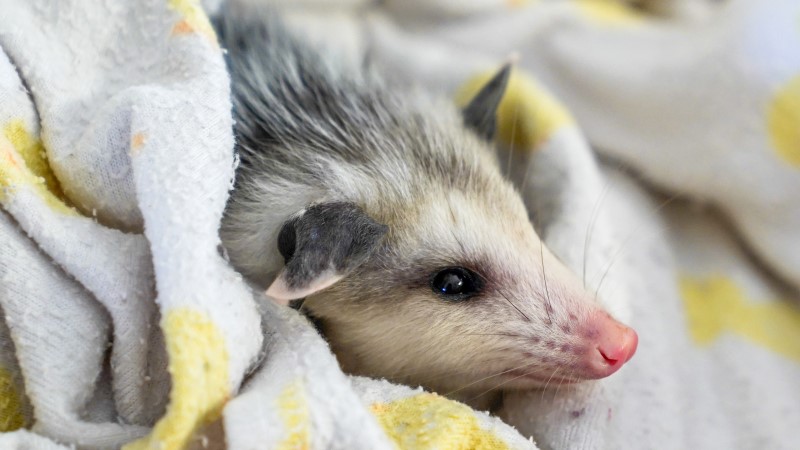 2022 Project Wildlife Baby Opossum Swaddle