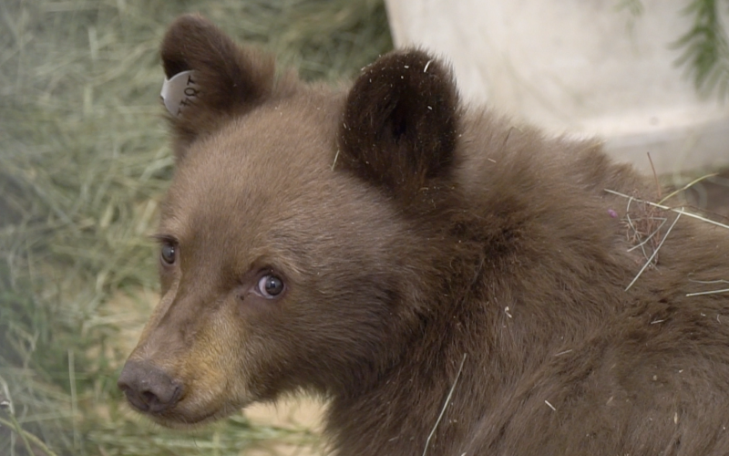 2022 Day of Giving Bear Cub