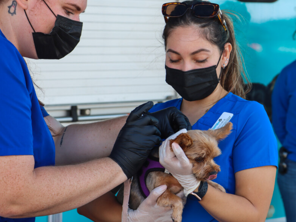 Community Veterinary Program