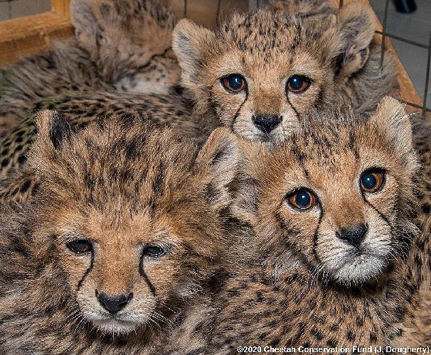 Cheetah Cubs