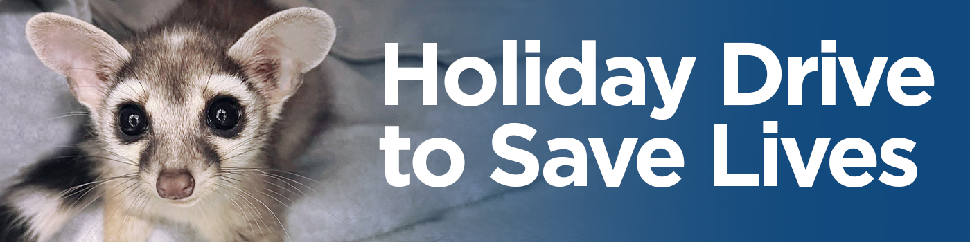 Change Twice as Many Wild Lives This Holiday Season