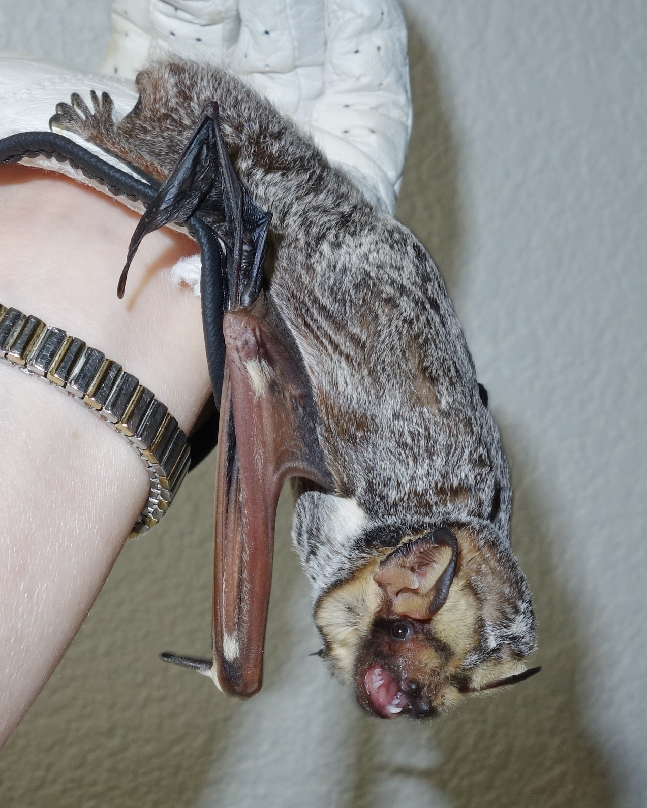 DSC06209 Hoary bat suspended with head turned toward camera