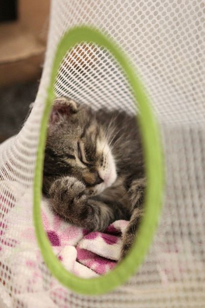 Kitten adoption.jpg