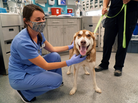 Happy Vet Visits - Dogs