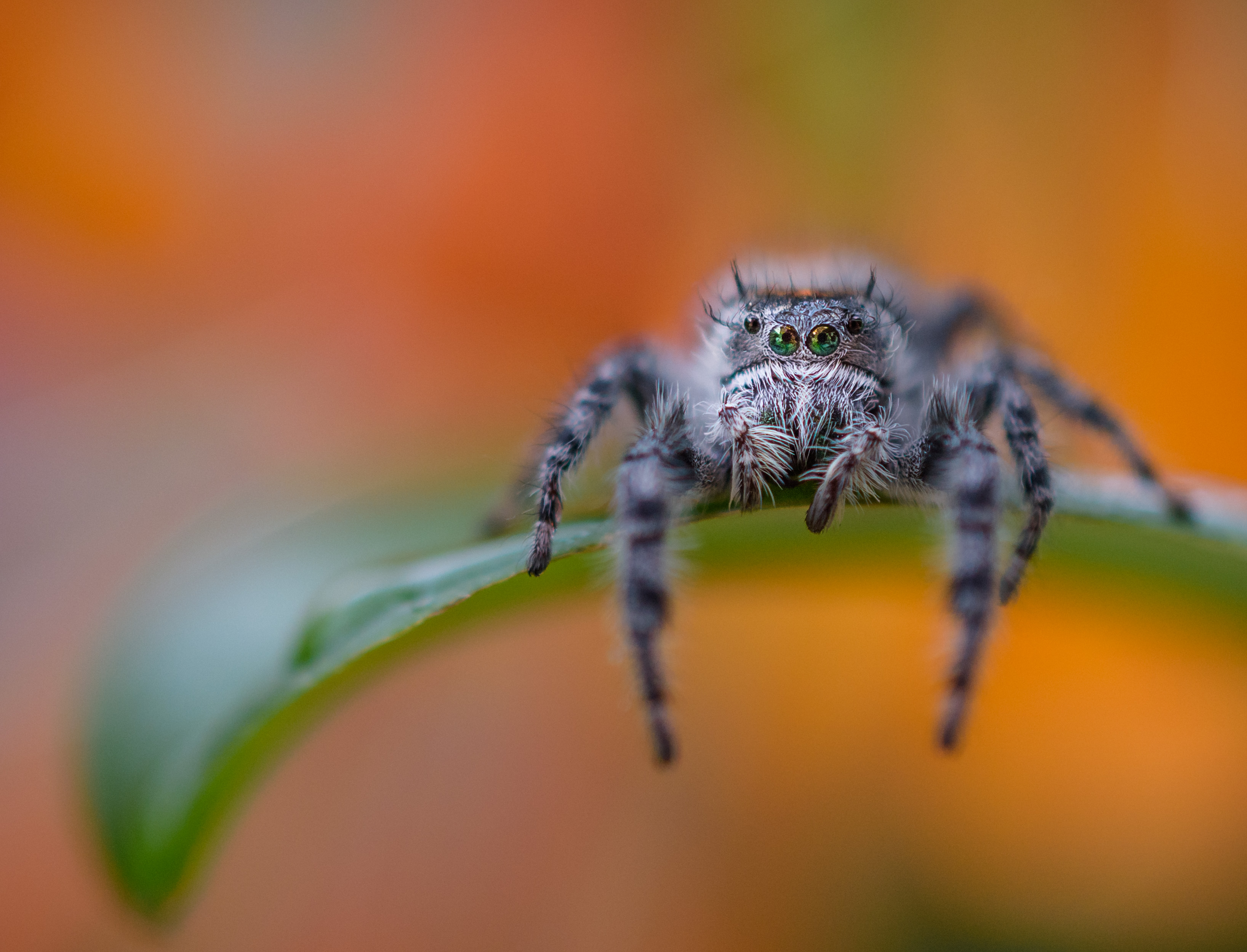 Maria Serrano spider