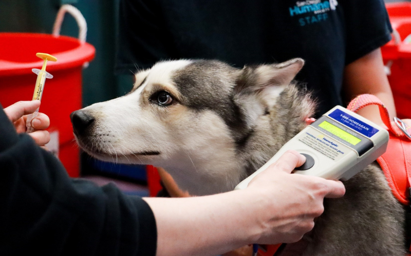 PawPrint-Sept-Microchip.png