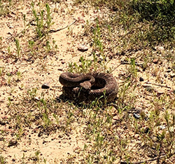 Rattlesnake in wild.jpg