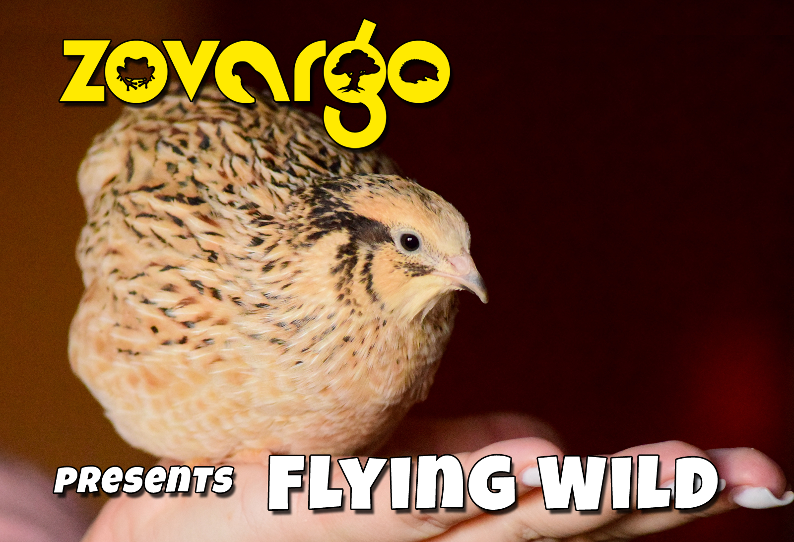 Zovargo flying wild