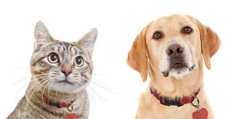 cat dog red collars.png
