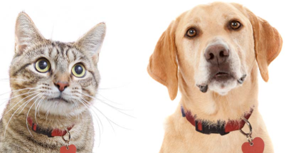 cat_dog_red_collars.png