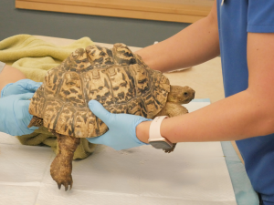 chelonian clinic.png