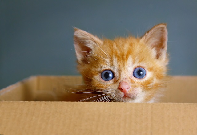 orange kitten.jpg