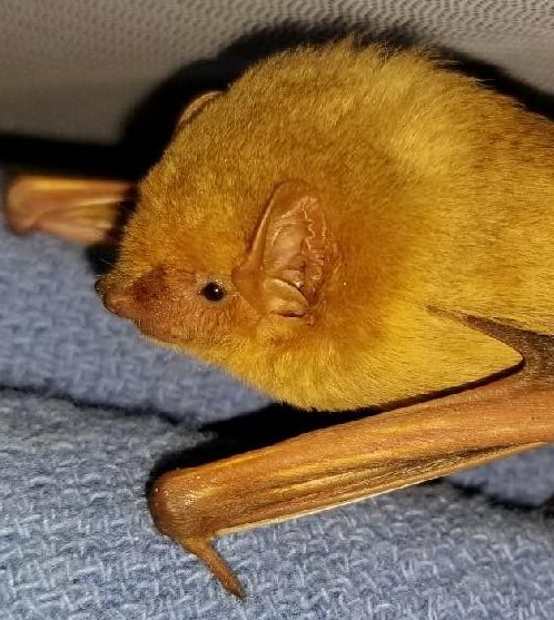 yellow bat.png