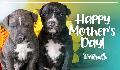 E-Card: Mother's day 2021 puppies