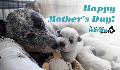 E-Card: Mother's day 2021 Mom and pup