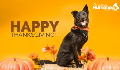 E-Card: Thanksgiving Dog