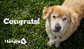 E-Card: Congrats Dog