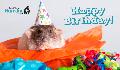 E-Card: Birthday Rat