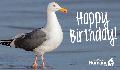 E-Card: Birthday PW - Bird